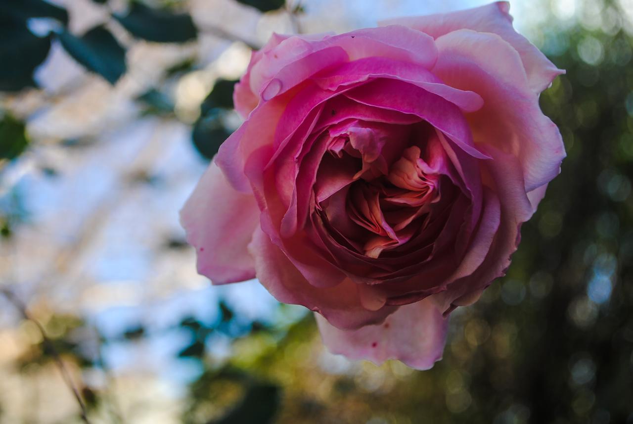 Vila Bed Of Roses Apollo Bay Exteriér fotografie